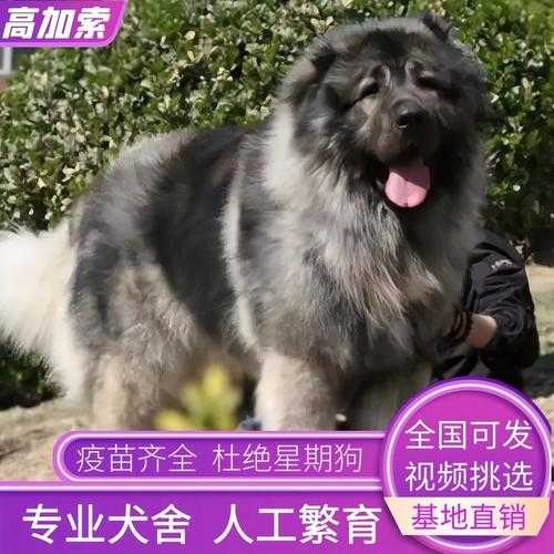 高加索犬怎么训练不咬人（高加索犬怎么训练,有什么好办法）