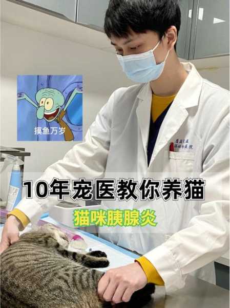 猫得了急性胰腺炎还有救吗（猫猫急性胰腺炎）