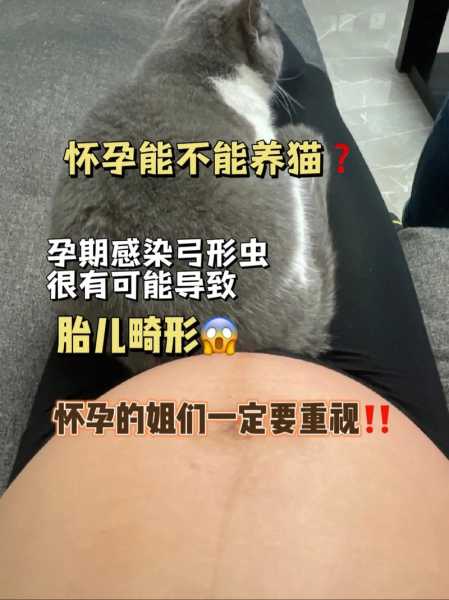 孕妇怀孕期间可以养猫狗吗（怀孕期间可不可以养猫狗）