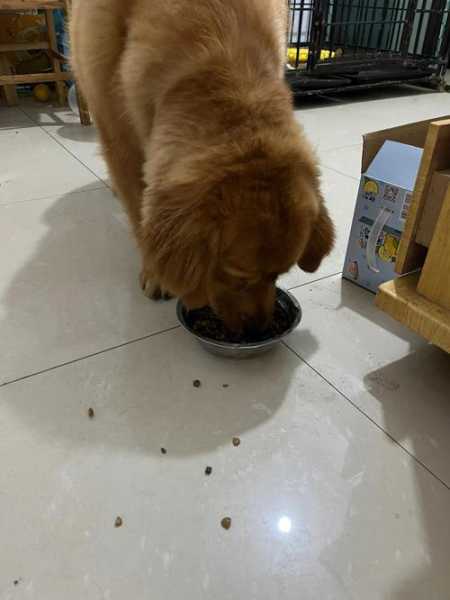 金毛犬不吃狗粮怎么回事（金毛犬不吃狗粮怎么回事视频）