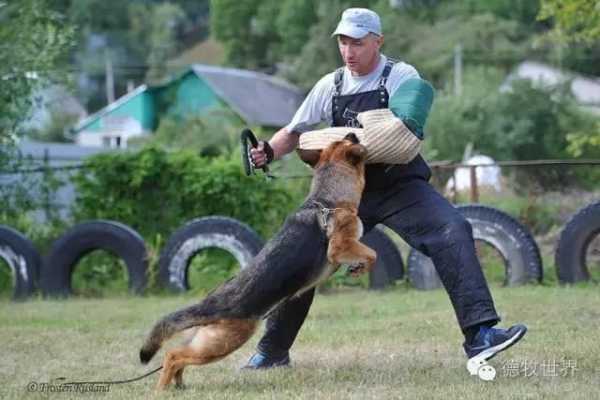 德国牧羊犬的防卫训练视频（德国牧羊犬攻击主人）