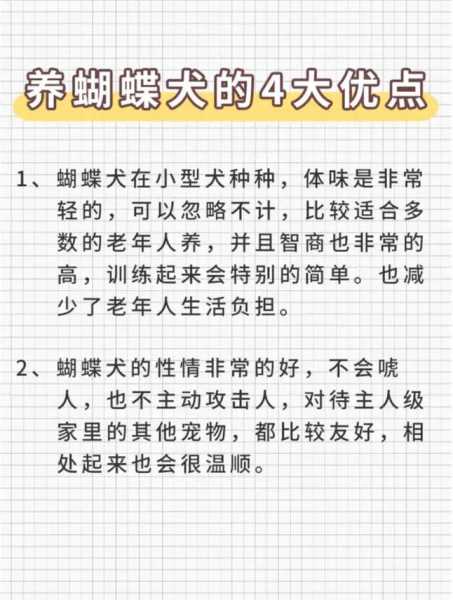 养蝴蝶犬要注意什么（养一只蝴蝶犬的感受）