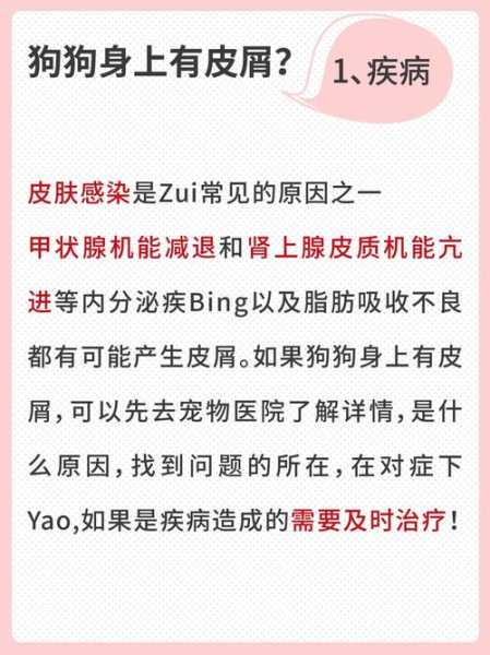 给宠物狗狗去屑的正确方法视频（如何去掉狗狗）