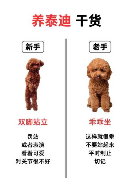 饲养贵宾犬注意事项（饲养贵宾的注意事项）