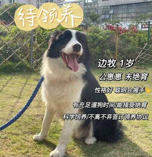 边境牧羊犬疫苗怎么打（边境牧羊犬要打几针）