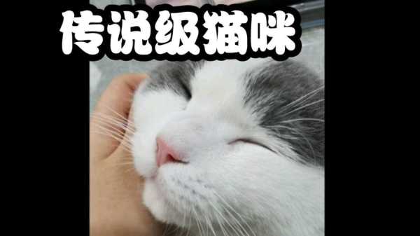 给宠物猫做美容有哪些好处（给猫咪美容）