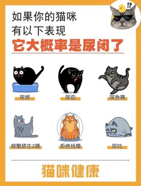 猫猫便秘症状（猫猫便秘症状有哪些）