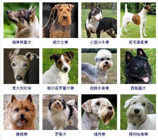 迷你犬大全（迷你型犬品种大全）