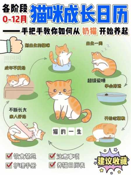 新猫老猫怎么相处（新老猫咪如何相处）