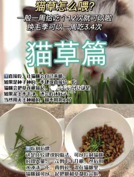 猫咪为什么爱吃草的原因（猫咪为什么想吃草）