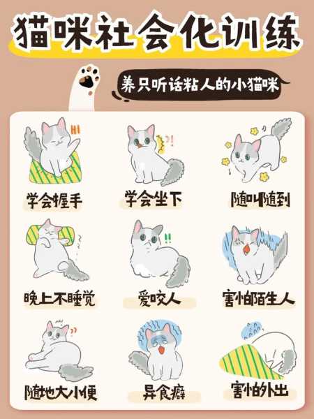 猫咪训练的四点要素有哪些（宠物猫训练）