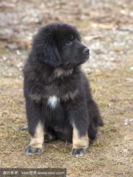 如何选购到好的藏獒犬幼犬（藏獒幼狗）