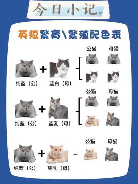 英国短毛猫怎么选（英国短毛猫怎么选品种）