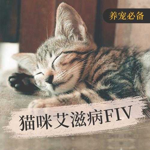 猫咪有艾滋病病毒什么症状（猫咪有艾滋病会传人吗?）