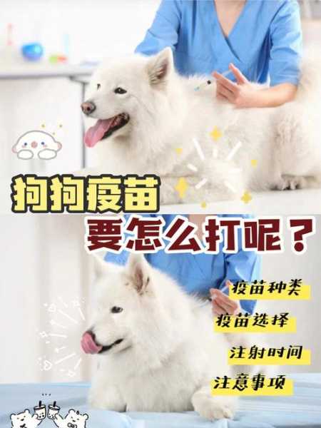 阿拉斯加犬注射疫苗要注意什么（阿拉斯加犬注射疫苗要注意什么事项）