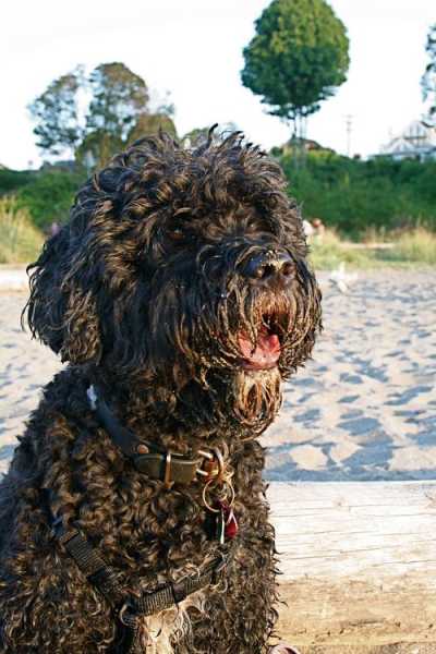 葡萄牙犬能长多大（葡萄牙水犬长大多少斤）