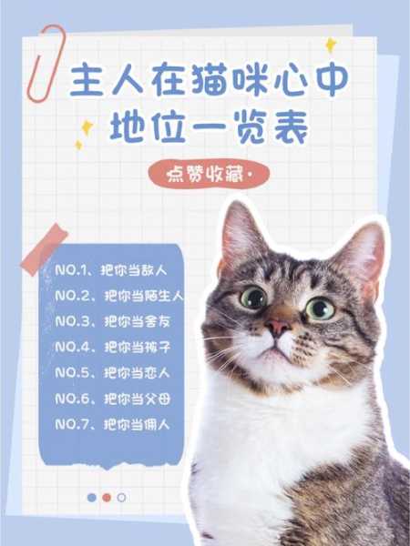 猫怎么选择主人（猫怎么确立主人地位）