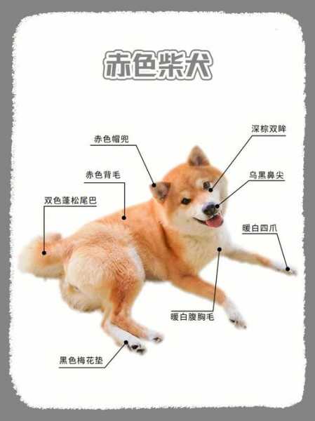 日本柴犬如何饲养（日本柴犬的优缺点）