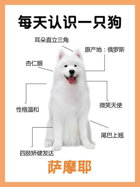 萨摩耶犬智商排第几（萨摩耶的智商排名）