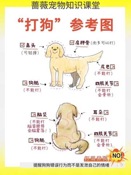 怎么训练比特犬不咬人（怎样训练比特犬打猎）