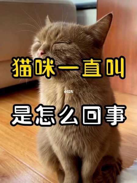 猫咪一直叫怎么回事（猫咪一直叫怎么回事我过去又不叫了）