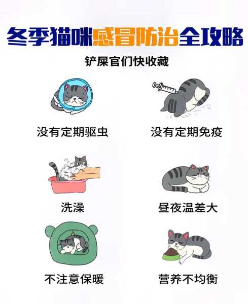 怎么预防猫咪着凉（怎么预防猫咪冬天感冒）