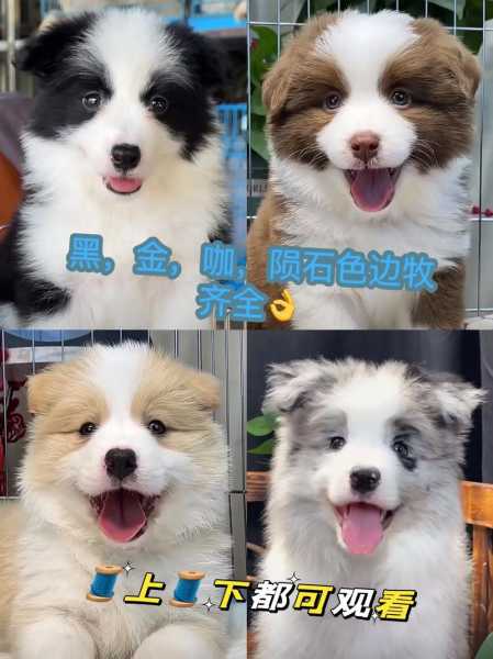 边境牧羊犬好养吗,家里能养吗?（边境牧羊犬值得养吗）