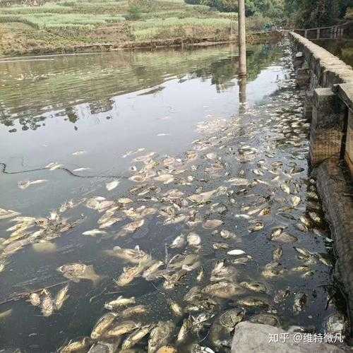 水含氧量高鱼会怎么样（水中含氧量过高产生的危害）