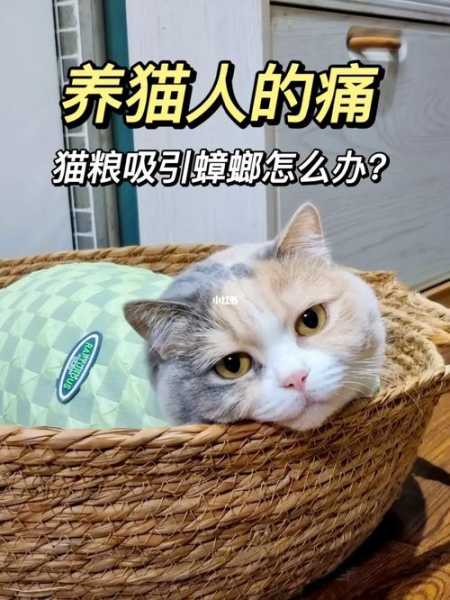 怎么防止蟑螂吃猫粮（怎么防止蟑螂吃猫粮呢）