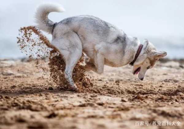 牧羊犬为什么刨地（为什么牧羊犬会保护羊圈）