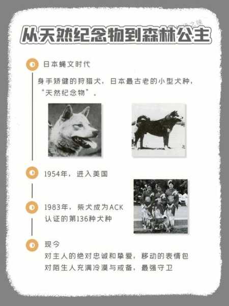 柴犬怎么饲养（柴犬怎样饲养）