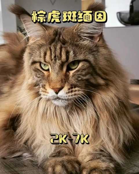 巨型缅因猫能长多大（巨型猫品种缅因猫多少钱一只）