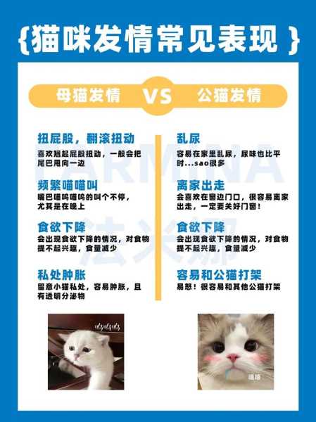 如何和猫培养感情?（怎么和猫咪培养感情）