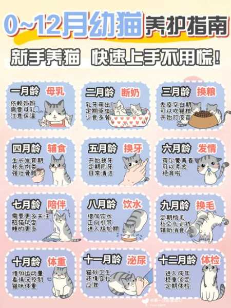 养猫要从小开始养吗（养猫应该从小养吗）