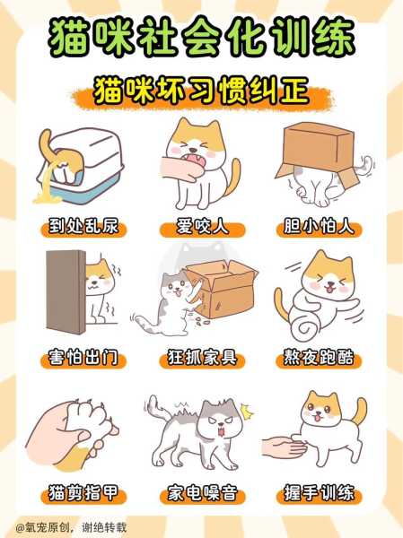 猫猫胆小怎么训练（猫咪很胆小怎么训练）