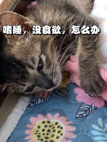 猫打嗝什么意思（猫打嗝了怎么回事）