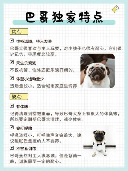 怎么训练巴哥犬有效（怎么训练巴哥犬有效的方法）