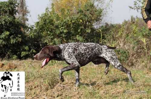 德国短毛指示犬是不是波音达（德国短毛指示犬是不是波音达的）