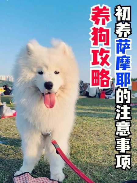 萨摩耶犬好训吗?如何训练（萨摩耶好不好训练）