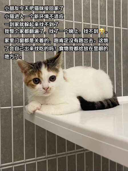 猫第一次来到家怎么办（猫咪第一次来家里躲起来了怎么办）