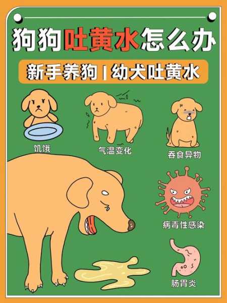 贵宾犬吐黄水怎么办（贵宾呕吐黄苦水）