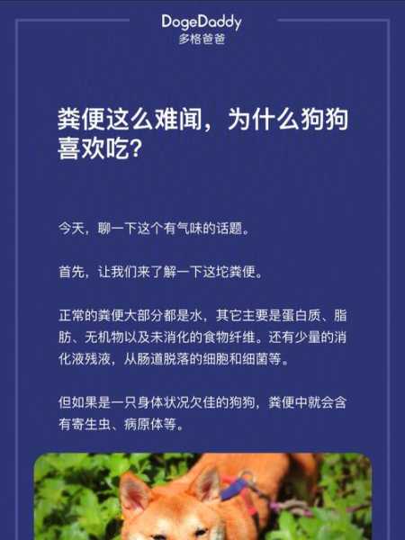 狗狗喜欢吃屎怎么办?（狗狗吃粪便是缺什么元素）