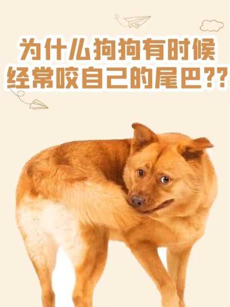 狗狗咬自己的尾巴是什么（狗狗咬自己的尾巴是什么字）