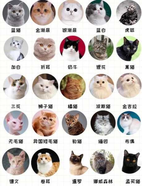 猫的十大品种（猫的品种排名前十名）