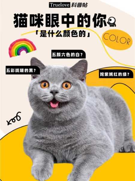 猫咪是色盲吗草（猫是色盲吗 能看电视吗）