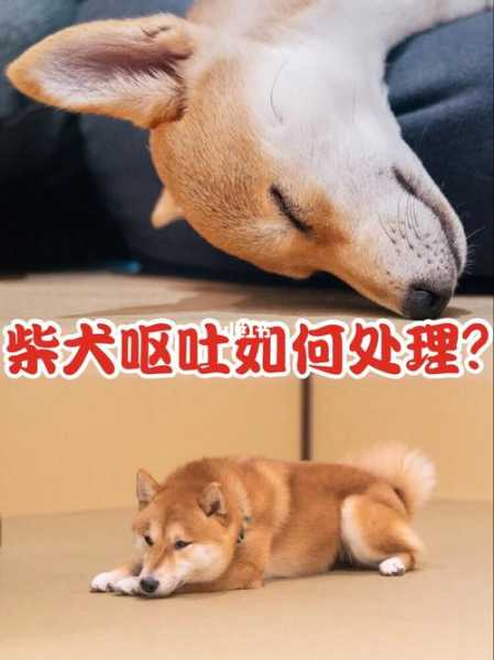 柴犬呕吐在后半夜为什么（柴犬突然呕吐）