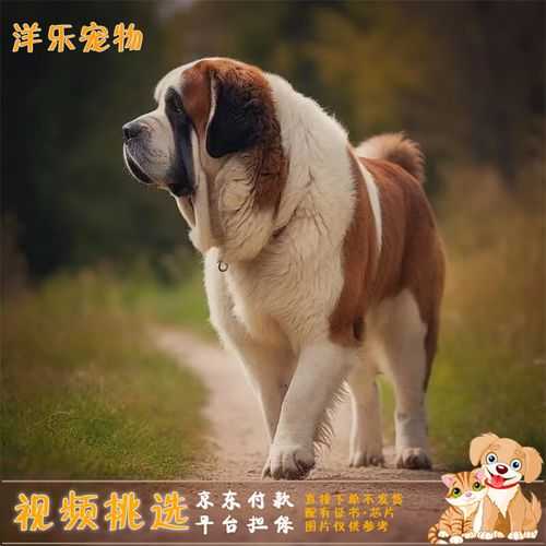 纯种圣伯纳犬选购时需注意什么（纯种圣伯纳犬多少钱一只）