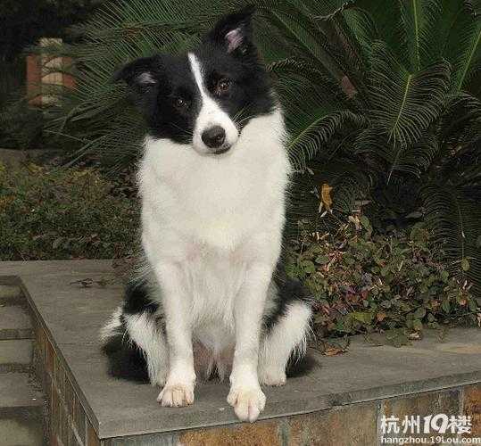 边境牧羊犬修毛（边牧 修毛）