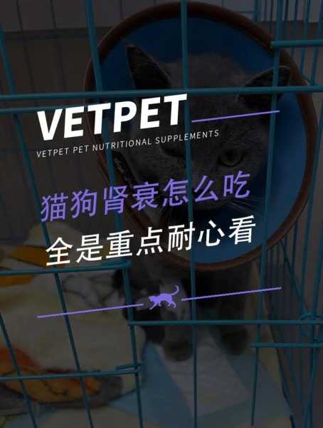 猫狗肾衰的原因（犬猫急性肾衰）