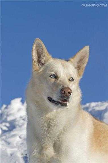 西伯利亚雪橇犬是哪种犬类的学名?（西伯利亚雪橇狗）